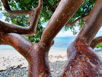Close-up of tree trunk by sea