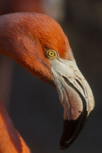 Close-up of bird