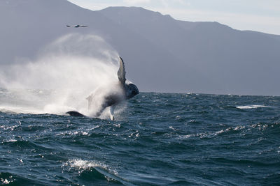 Swan swimming in sea against sky