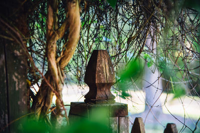 Close-up of statue