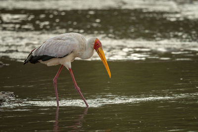 Yellow-billed stork walks in shallows facing right