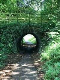 Archway of bridge in forest