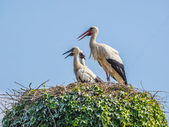 Low angle view of birds perching on tree against clear sky