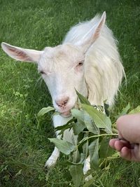 Goat on grassy field