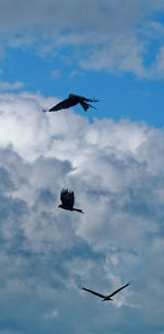 Low angle view of bird flying in sky