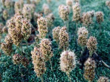 Close-up of flowering plants on field