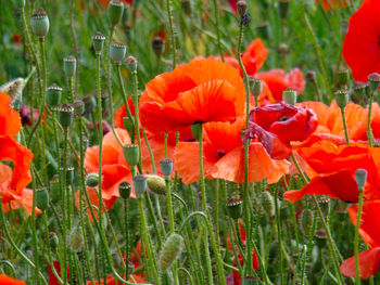 Close-up of red poppy flowers in field