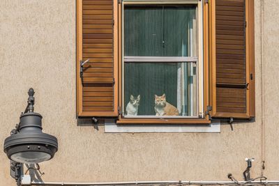 Cats seen through window on sunny day