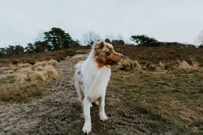 Dog on field against sky