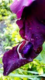 Close-up of water drops on flower