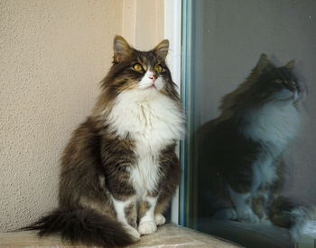 Cat looking away