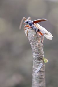 Close-up of insect on plants