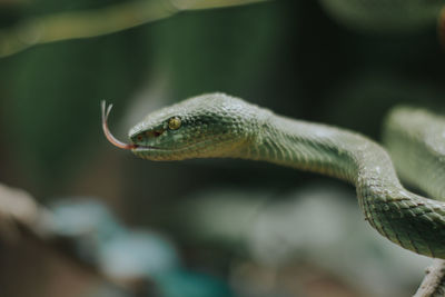 Close-up of lizard