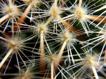 Close-up of dandelion