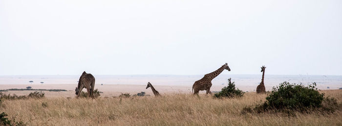 Giraffes grazing on field against sky