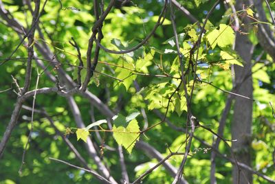 Close-up of fresh green leaves on plant in forest