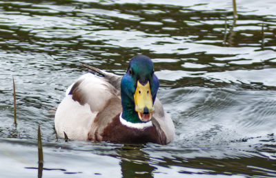 Duck swimming in lake