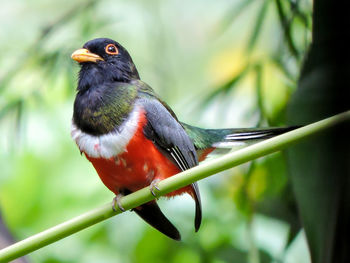 Close-up of trogon perching on plant