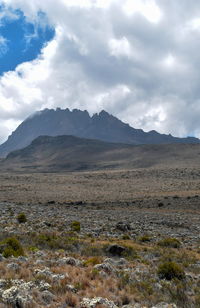 High altitude moorland against the background of mawenzi peak, mount kilimanjaro, tanzania