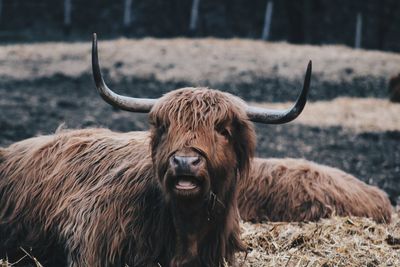 Highland cow in a field