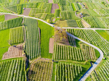 Scenic view of corn field