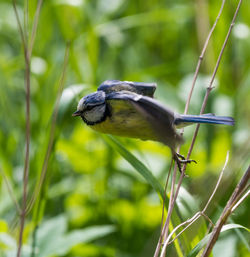 Close-up of bird perching on plant