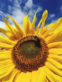 Close-up of sunflower blooming against sky