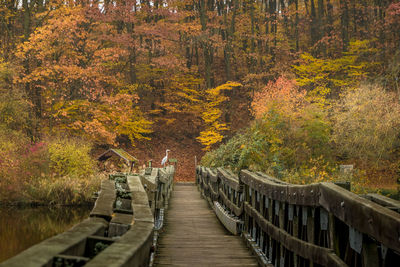 Pier amidst trees