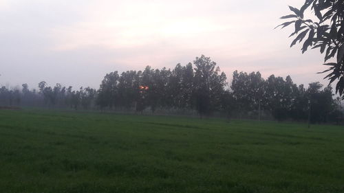 Trees on field against sky