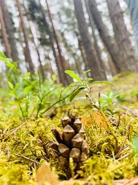 Close-up of tree trunk in forest