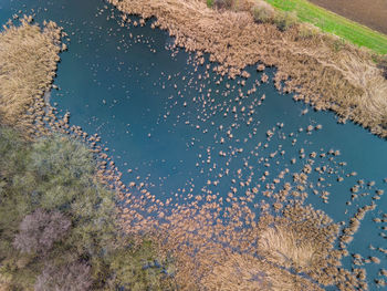 A stagnant body of water as an aerial photo with grass, reeds and bushes in the wet meadow