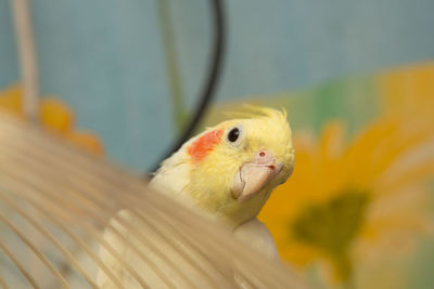 Close-up of a parrot in cage