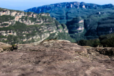 Surface level of lizard on rock