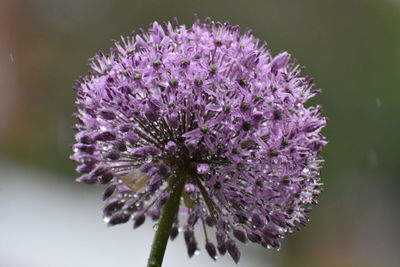 Close-up of purple flowering plant