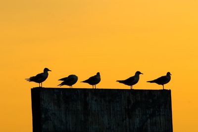 Silhouette birds perching on wooden post against orange sky