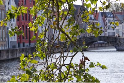 Plant by river against building