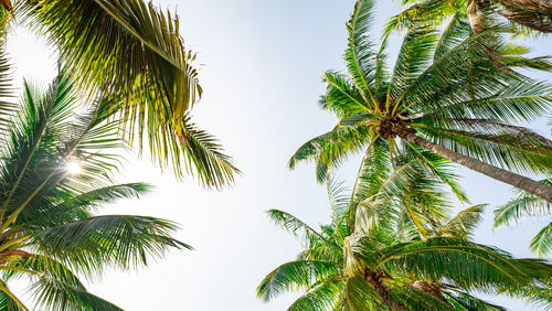 Low angle view of palm tree against sky