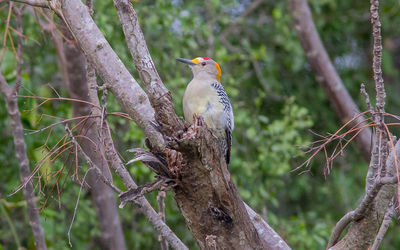 Bird perching on a tree