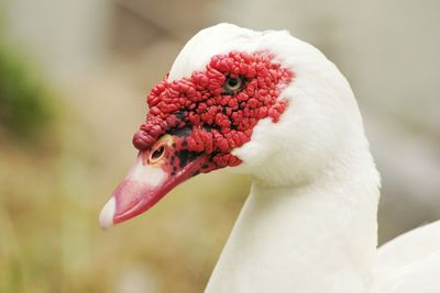 Close-up of swan