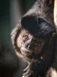 Close-up portrait of black cat in zoo