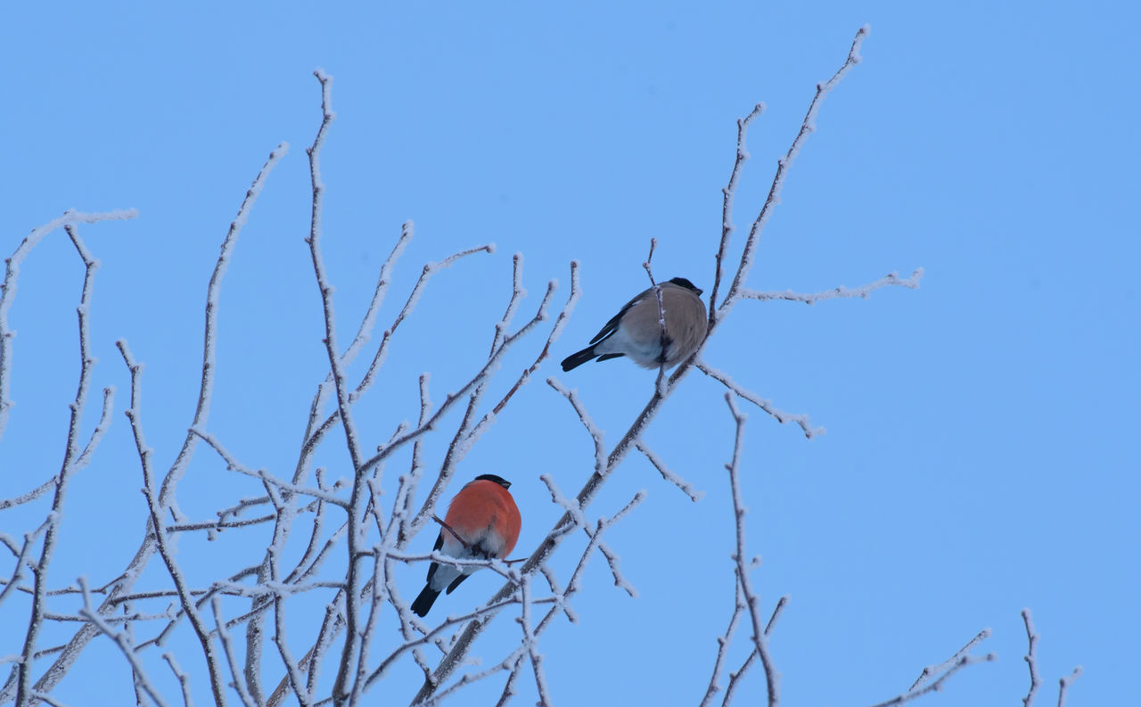 bird, animal, animal wildlife, animal themes, wildlife, sky, tree, perching, branch, nature, blue, clear sky, no people, plant, bare tree, low angle view, outdoors, one animal, day, sunny