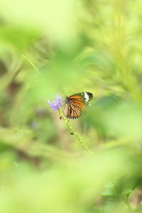 Close-up of butterfly pollinating on flower