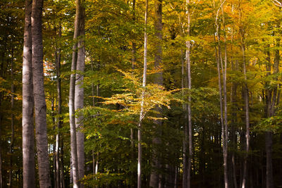 Pine trees in forest