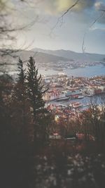 Close-up of trees against sky