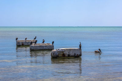 Birds perching on retaining walls in sea against clear sky during sunny day