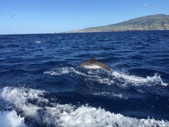 Dolphin jumping of shore faial island 