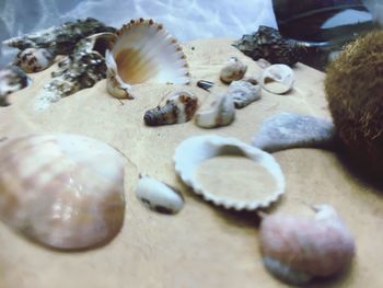 Close-up of seashells