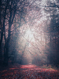 Trees in forest