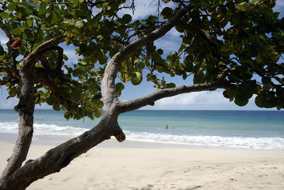 Tree growing at beach against sky