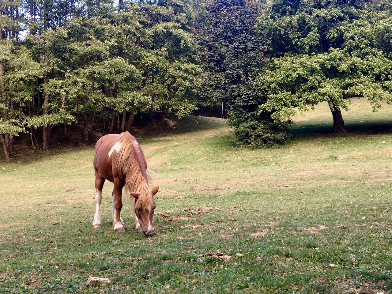 HORSE ON FIELD